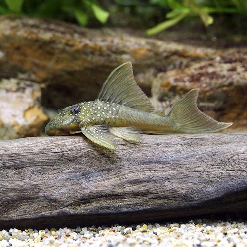 （熱帯魚）レモンフィン・プレコ　Sサイズ（ワイルド）（1匹）　北海道・九州航空便要保温