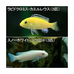 （熱帯魚）ラビドクロミス・カエルレウス（3匹）　＋　スノーホワイト・シクリッド（3匹）　北海道・九州航空便要保温