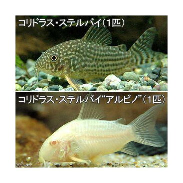 （熱帯魚）コリドラス・ステルバイ（1匹）　＋　コリドラス・ステルバイ　アルビノ（1匹）　北海道・九州・沖縄航空便要保温