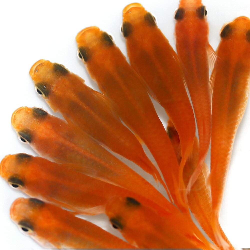 （めだか）楊貴妃パンダメダカ（5匹）