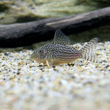 （熱帯魚）コリドラス・ステルバイ（5匹）　北海道・九州・沖縄航空便要保温