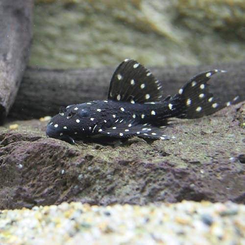 （熱帯魚）キングオブギャラクシー・トリム　ペルー（ワイルド）（1匹）　北海道・九州航空便要保温