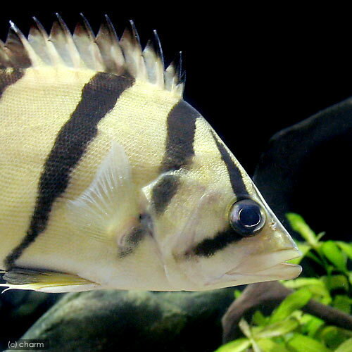 （熱帯魚）フォーバーダトニオ（フォーバータイガー）Lサイズ（約16〜20cm）（1匹）　北海道・九州航空便要保温