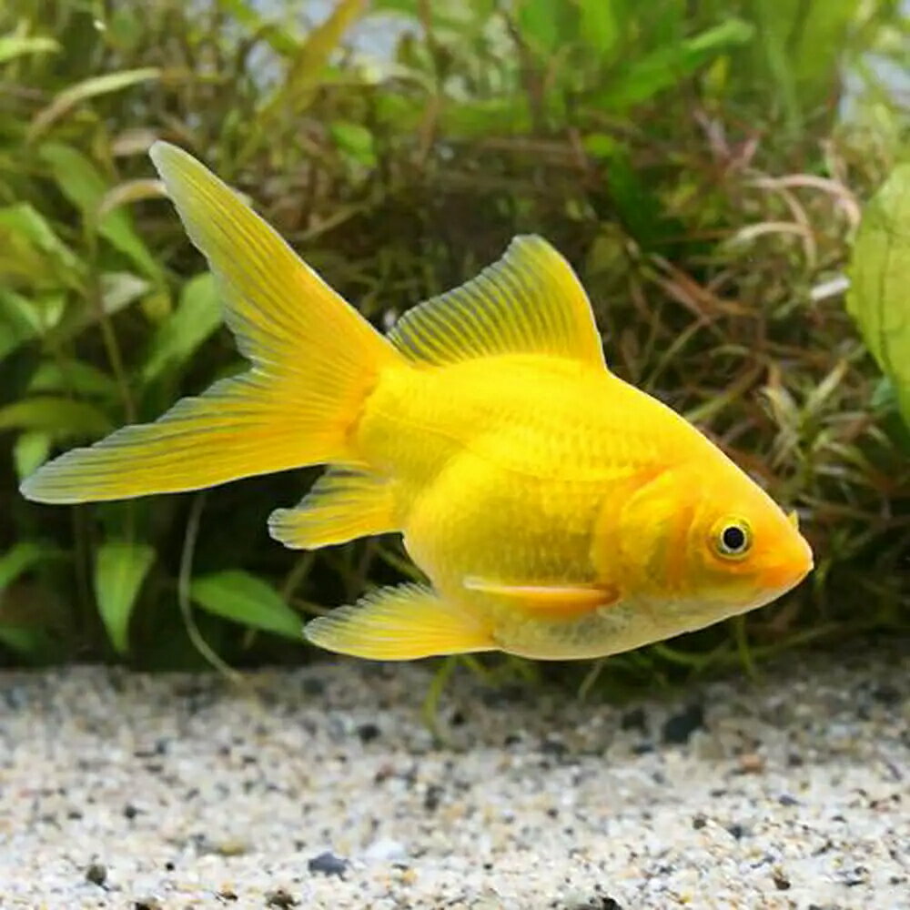 （国産金魚）玉黄金（1匹）