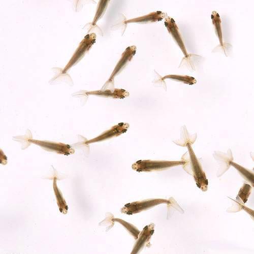 （国産金魚）協会系らんちゅう　青仔〜黒仔（5匹）のサムネイル