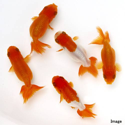 （国産金魚）宇野系らんちゅう（1匹）