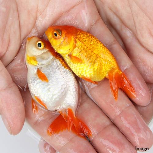 （国産金魚）宇野系らんちゅう（1匹）