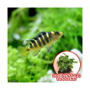 (熱帯魚)(水草)カメレオン・シクリッド(4匹)+巻きたて ...