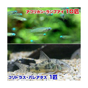 （熱帯魚）アフリカン・ランプアイ（10匹）　＋　コリドラス・パレアタス（1匹）　北海道・九州航空便要保温