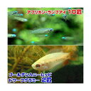 （熱帯魚）アフリカン・ランプアイ（10匹）　＋　ゴールデンハニーレッド・ドワーフグラミー（2匹）　北 ...