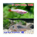 （熱帯魚）ゴールデンアカヒレ（10匹）　＋　コリドラス・アエネウス（1匹）　北海道・九州航空便要保温