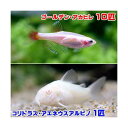 （熱帯魚）ゴールデンアカヒレ（10