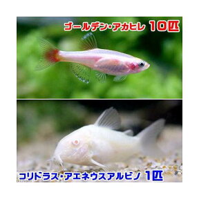 （熱帯魚）ゴールデンアカヒレ（10匹）　＋　コリドラス・アエネウスアルビノ（1匹）　北海道・九州航空便要保温