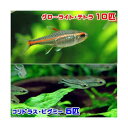 (熱帯魚)グローライト・テトラ(10匹)+コリドラス・ピグミー(ワイルド)(5匹) 北海道航空便要保温