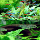 (熱帯魚)カージナルテトラ(ワイルド)(10匹)+コリドラス・ピグミー(ワイルド)(5匹) 北海道航空便要保温