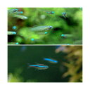 (熱帯魚)アフリカン・ランプアイ Sサイズ(10匹)+グリーンネオンテトラ(10匹)(計20匹) 北海道・九州航空便要保温