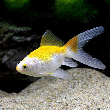 (国産金魚)金鱗玉黄金 黄色更紗 木村養魚場産(1匹) 沖縄別途送料