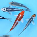 （錦鯉）錦鯉ミックス Mサイズ 14～18cm（5匹）