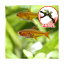 （熱帯魚）（水草）ファイアー・テトラ（12匹）　＋　おまかせブセファランドラ1株付きミニ流木（無農薬）（1個）　北海道・九州・沖縄航空便要保温