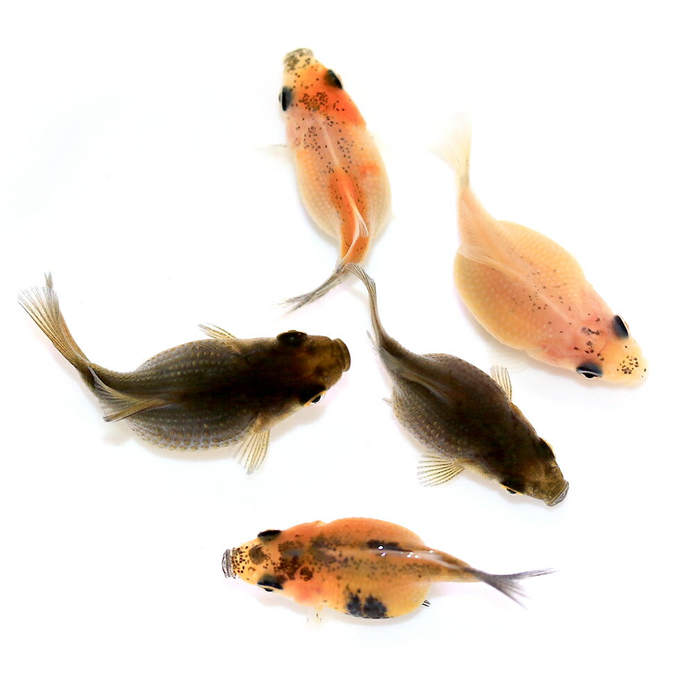Goldfishes - （国産金魚）ちょうちんパール　当歳（1匹）