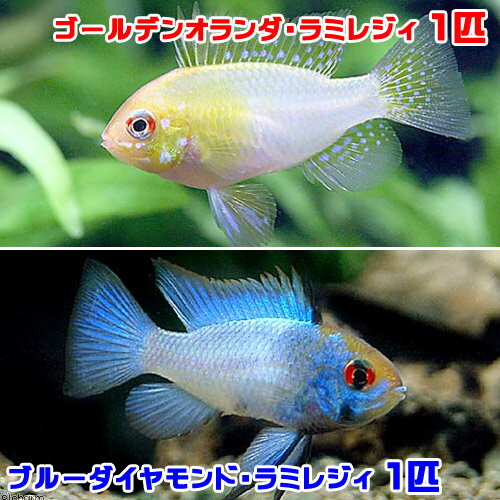 （熱帯魚）ブルーダイヤモンド・ラミレジィ（1匹）＋ゴールデンオランダ・ラミレジィ（1匹）　北海道・九州航空便要保温