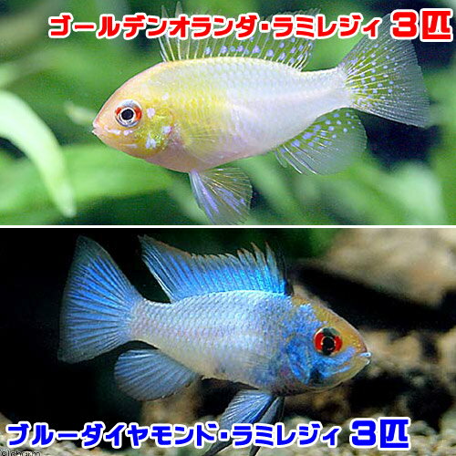 （熱帯魚）ブルーダイヤモンド・ラミレジィ（3匹）＋ゴールデンオランダ・ラミレジィ（3匹）　北海道・九州航空便要保温