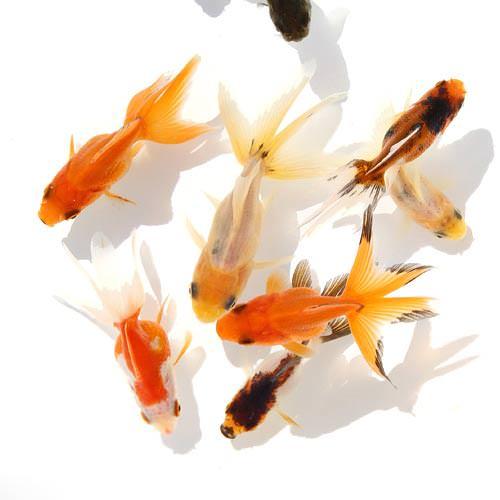 国産金魚 オタマ金魚ミックス 10匹 