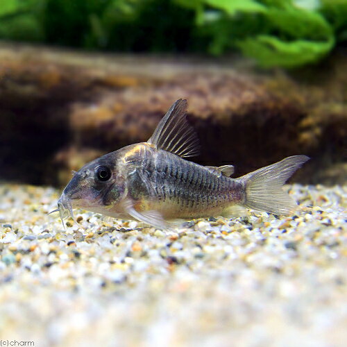 アマテラスメダカ　5匹＋保証分1匹　送料無料（九州、北海道地域は調整金あり）複数購入同梱割引あり めだか 生体 　紅白　ラメ 体外光 ヒレヒカリ 成魚 人気 アクアリウム インテリア 屋外 埼玉産 飼育 観賞魚 販売 人気 癒し 輝き 自由研究 淡水魚