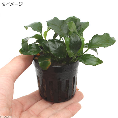 �ʿ���˥��̥ӥ����ʥʡ���󥯥�꡼�ա�1�ݥå�ʬ��