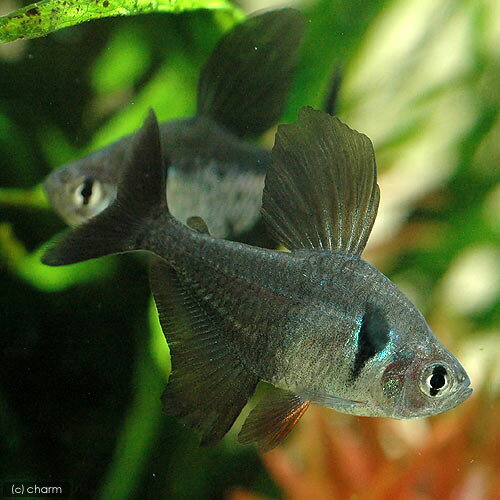 （熱帯魚）ブラックファントム・テトラ（6匹）　北海道・九州航空便要保温