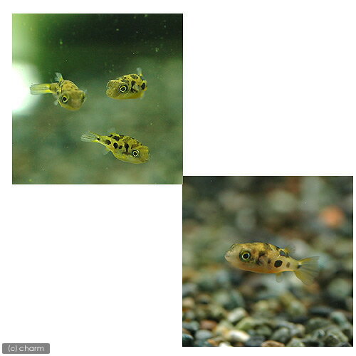 ��Ǯ�ӵ��˥��٥ˡ��ѥե����ʥ磻��ɡˡ�2ɤ�ˡ��̳�ƻ���彣�Ҷ������ݲ�