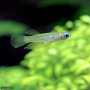 (熱帯魚)アフリカン・ランプアイ(ワイルド)(6匹) 北海道・九州航空便要保温