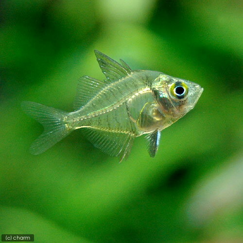 （熱帯魚）インディアングラスフィ