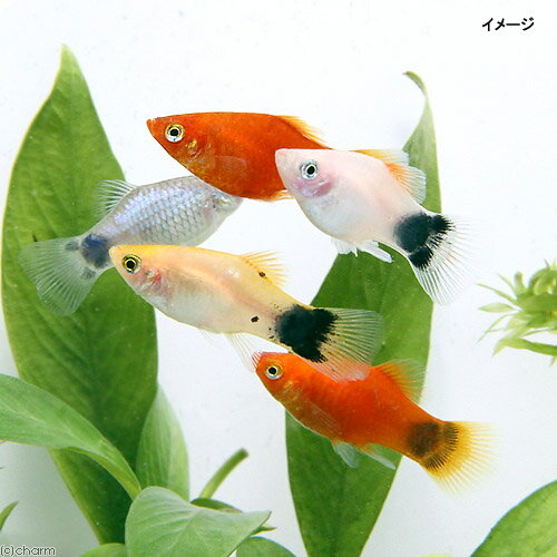 （熱帯魚）ミックスプラティ（4匹