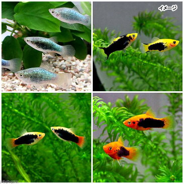 (熱帯魚)ミックスプラティ(4匹) 北海道・九州・沖縄航空便要保温