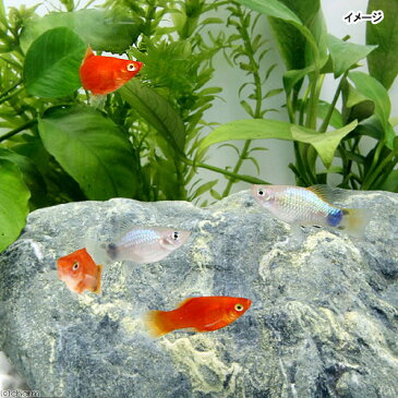 (熱帯魚)ミックスプラティ(4匹) 北海道・九州・沖縄航空便要保温
