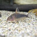 (熱帯魚)コリドラス・ロングノーズゴッセイ(ワイルド)(1匹) 北海道航空便要保温 沖縄別途送料