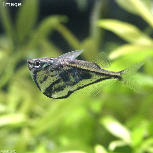 （熱帯魚）マーブル・ハチェット（