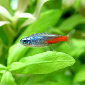 （熱帯魚）ダイヤモンド・ネオンテトラ（4匹）　北海道・九州航空便要保温