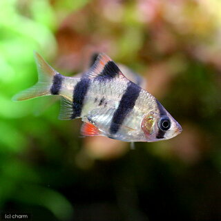 スマトラの飼い方 餌 繁殖 寿命は 飼育が容易な熱帯魚 Road To Aquarist スマトラの飼い方 餌 繁殖 寿命は 飼育が容易な熱帯魚 Road To Aquarist