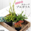 観葉植物 カルーナ ブルガリス 種類おまかせ 3号 1ポット 【HLS_DU】