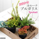 観葉植物 カルーナ ブルガリス 種類おまかせ 3号 3ポットセット 【HLS_DU】