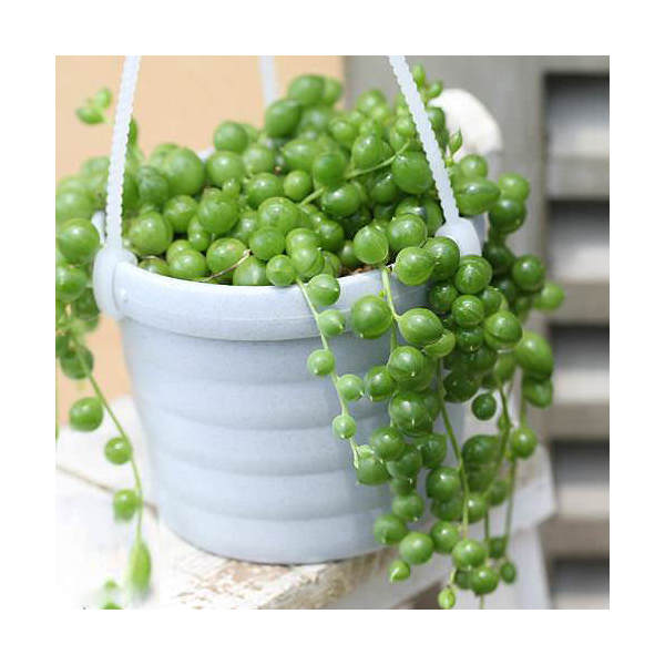 （観葉植物）ぶらりサキュレント　グリーンネックレス　吊り鉢タイプ　鉢色おまかせ　3号（1鉢）（説明書付）　北海道冬季発送不可のサムネイル