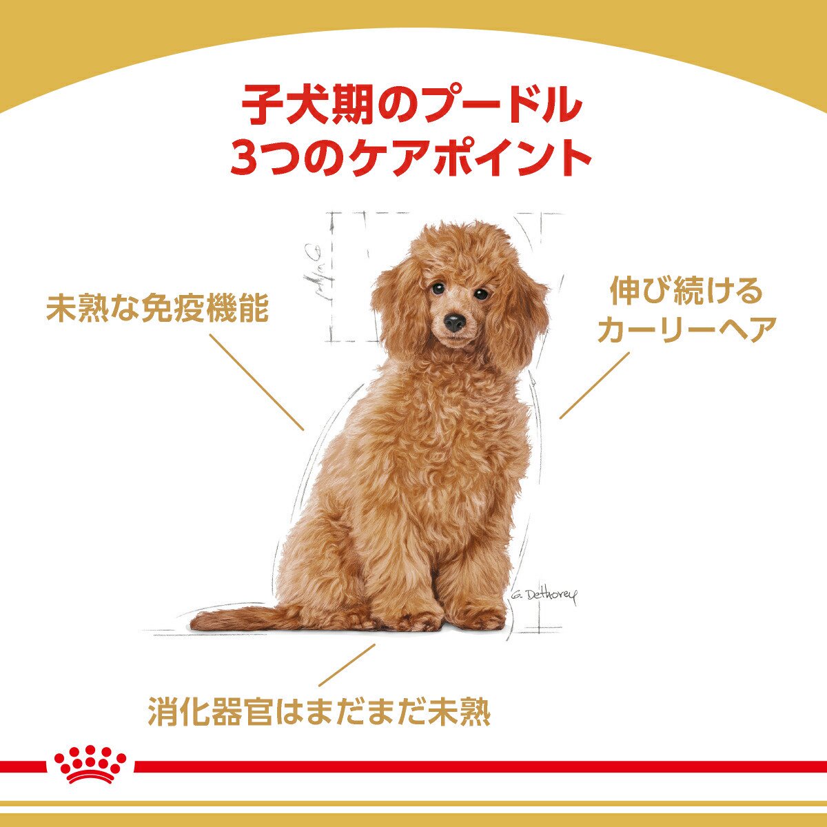 ロイヤルカナン　プードル　子犬用　800g　3182550788137　ジップ付　お一人様5点...