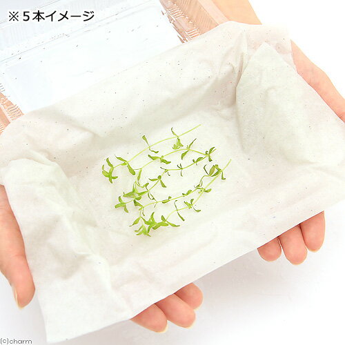（水草）パールグラス（水中葉）（無農薬）（5本）