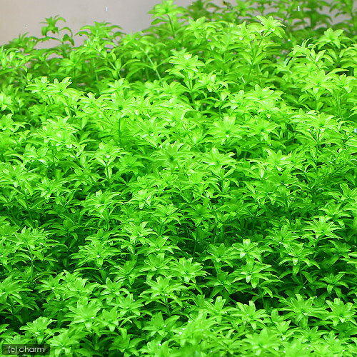 �ʿ���˥ѡ��륰�饹�ʿ����աˡ�̵�����ˡ�5�ܡ�