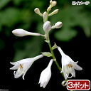 (山野草)ギボウシ(擬宝珠) オオバギボウシ(大葉擬宝珠、ウルイ) 3号(3ポットセット)