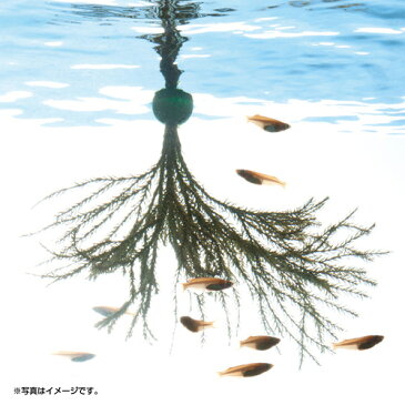 スドー メダカの浮く産卵藻 小 関東当日便