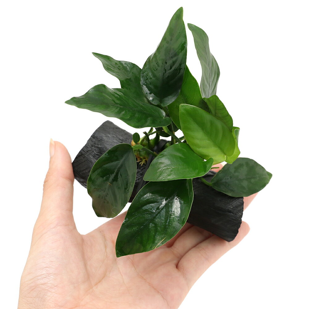 �ʿ���˥��̥ӥ����ʥʡ���Ĺú����10��15cm�ˡʿ���աˡ�1�ġˡ��Ҷ����Բ�