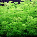 （水草）メダカ・金魚藻　アンブリア（水中葉）（無農薬）（5本） 3
